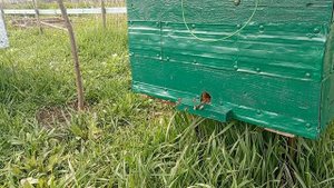 как работают пчелы
