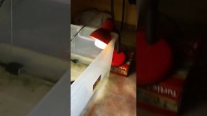 как светится умная светодиодная лампа xiaomi