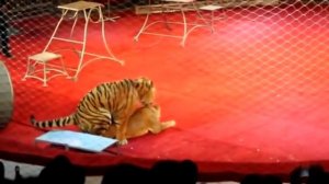 Tiger and lions mating in circus