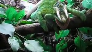 Camaleones. Chamaeleo Trioceros jacksonii