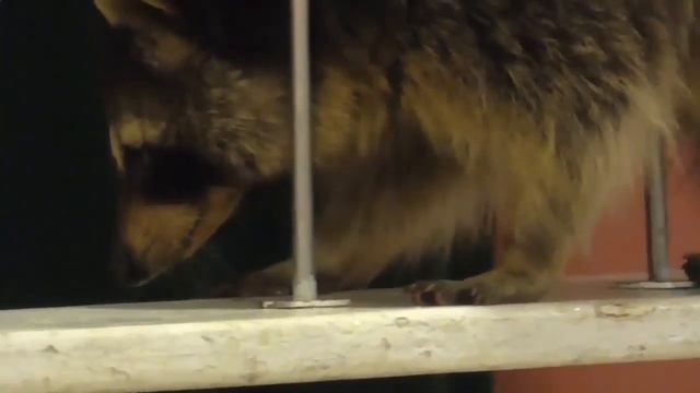 Дом енота в Москве, 8(916)702-11-08 смотреть онлайн