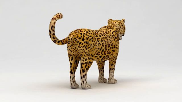 Leopard 3d model 3D model from CGTrader.com смотреть онлайн