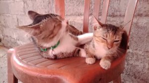 Chio cat hugging Very adorable tiny kitten on the chair || cats always want to be loved