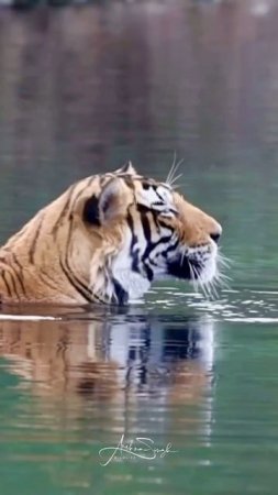 wildlife ranthambhore#shorsfeed #shorts #ranthambore #trending