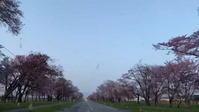 【車中泊ひとり旅】ルーミーと行く！GWに満開の桜を巡る癒しの旅 - 7kmに渡る絶景桜並木［前編］二十間道路桜並木　優駿さくらロード／car camping