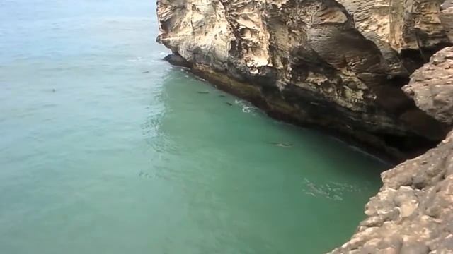 Mediterranean monk seal at 'Costa de las focas' reserve Fundación CBD-Hábitat смотреть онлайн