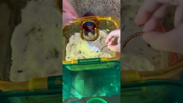 Домашние хомячки очень милые