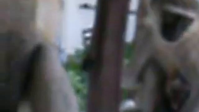 Путешествие с Орифлейм - Кения смотреть онлайн