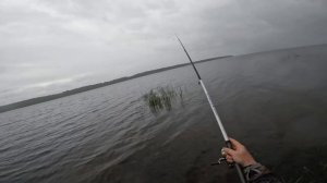 Лещ у берега на Онежском озере.