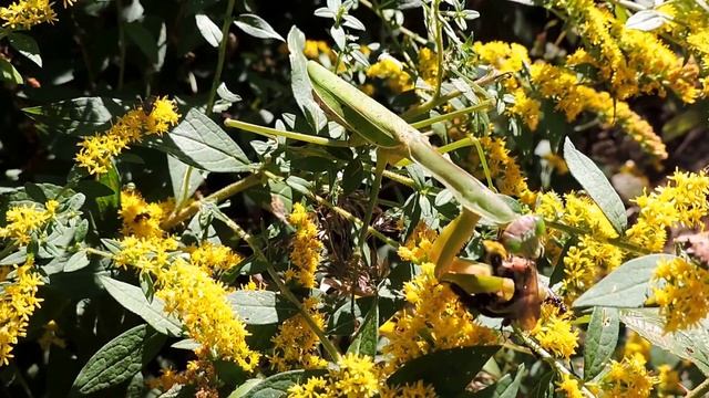 Capital Naturalist: Chinese Mantis Eats Bumblebee смотреть онлайн