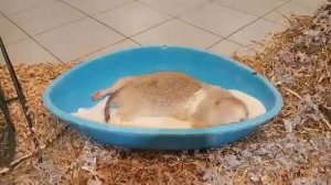 Шиншилла купается в песке