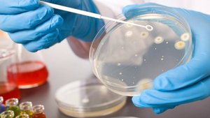 Производство готовых сред в чашках Петри