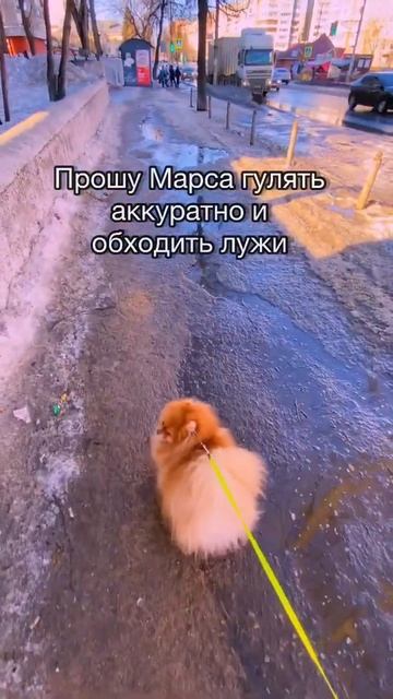 И так всегда🤷♀️ #шпиц #померанскийшпиц #шпицмишка
