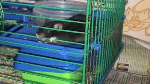 Сиамский вислоухий котёнок и чёрный мышь))