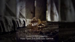 Вороны Над Полем