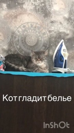 Кот гладит белье