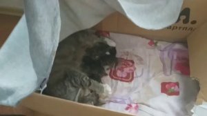 КОШКА РОДИЛА 5 КОТЯТ