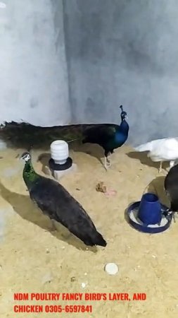 Peacock Sale Video