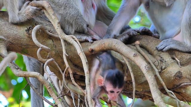 O.M.G..!! Old mom RANA is careless with baby Ranina, It is high from the top tree to the ground. смотреть онлайн
