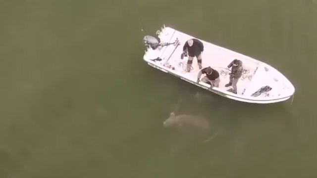 Škopac Lures FISHMAGNET - MONSTER CAT FISH 2.51m😱🎣 смотреть онлайн