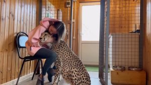 Гепард благодарит свою хозяйку за любовь и вкусный ужин. Гепард Герда и вечерний ритуал
