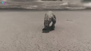 ▽ Уникальные животные планеты Земля