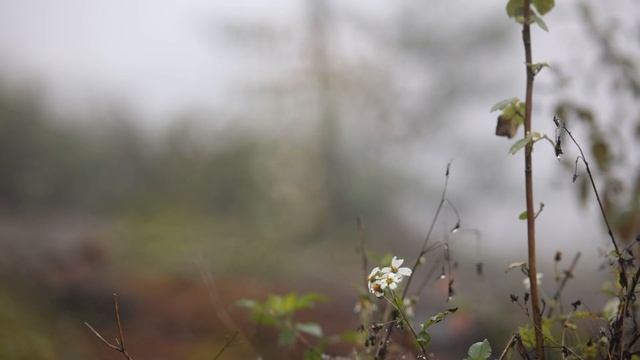 Harvesting A Lot Of Kale Goes To Market Sell, Cooking, Live with Nature | Patly Farm Life смотреть онлайн