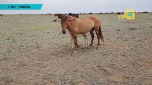В ЗКО сельчанин 5 лет ищет пропавший скот
