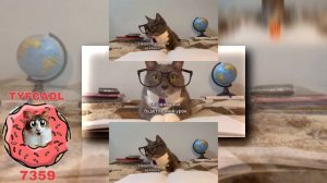 YTPMV ЕСЛИ БЫ КОТИКИ ХОДИЛИ В ШКОЛУ   БЯБЯДЕЛКИ Scan