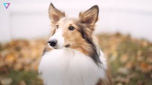 ▽ Самые умные породы собак