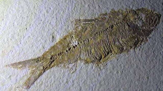 Knightia Eocaena fossil fish смотреть онлайн