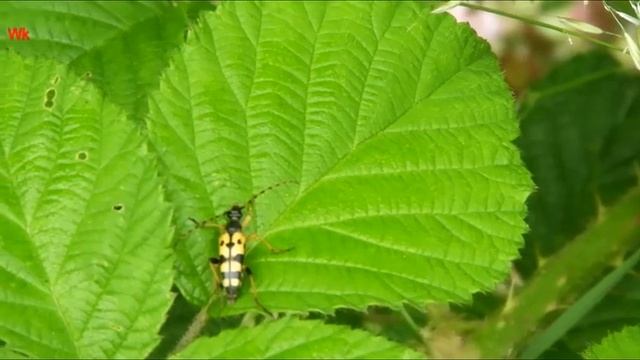 Vierbindiger Schmalbock смотреть онлайн