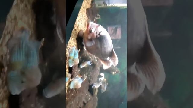 Скат смотреть онлайн