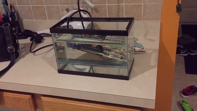 Harlequin shrimp QT смотреть онлайн