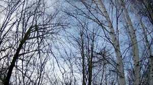 #100 охота на куницу...