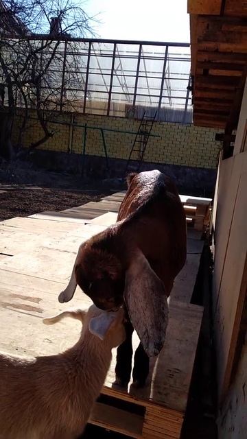 #shorts#заря#добби.Заря! Вызывает ДОББИ! смотреть онлайн