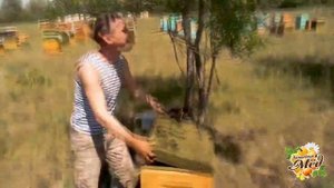 Улетели пчелы! Возвращаем домой улетевший рой пчел, в первый день лета