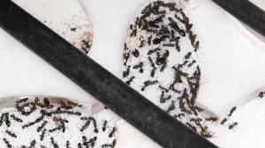 Nourrissage de mes Tapinoma erraticum avec des drosophiles