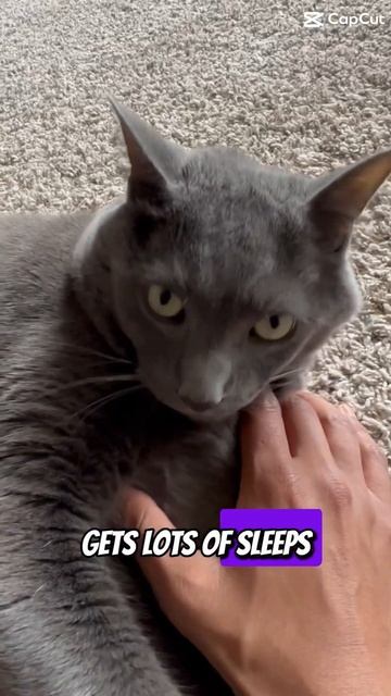 It’s gonna be great this week #purr #cats #bluecat #cat #funny #catpurr #cutepets #kitten #kitty