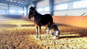 ДОВЕРИЕ ЛОШАДИ ЧЕЛОВЕКУ/ОГЛАЖИВАНИЕ РУКОЙ