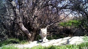 Степная кошка