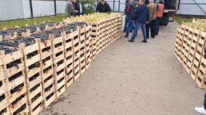 Приехал супер виноград!!!