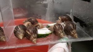 Snails 🌸🐌Улитки Ахатина