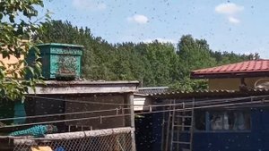 Рой пчёл залетел в пустой улей.