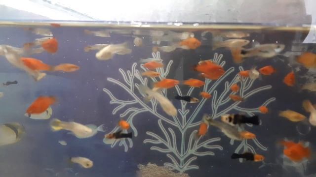 Гуппи, пецилия, меченосцы смотреть онлайн