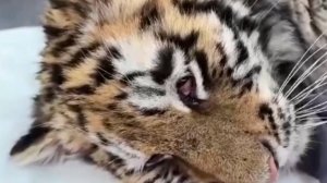 Осиротевшего Амурского тигренка отправили в реабилитационный центр «Тигр» в Приморском крае