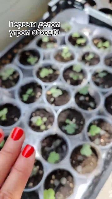 Моё утро начинается вот так) #рассадапетунии #петунияизсемян #петуния #махроваяпетуния