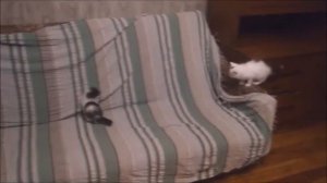 Детская песня   Жили были два кота веселые котята