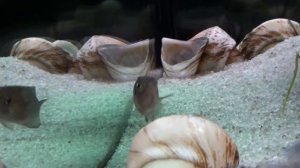 Lamprologus brevis Katete 1