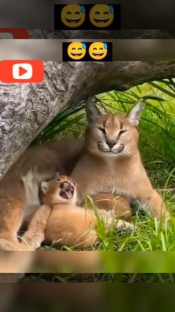 Lynx Family Resting  🧐🙈😻😻😁😅 Amazing Animals #shorts #wildlife #nature